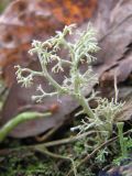genus Cladonia