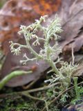 Cladonia