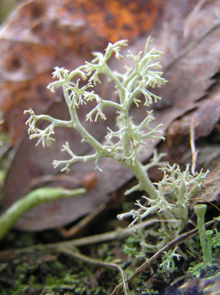 Image of genus Cladonia specimen.