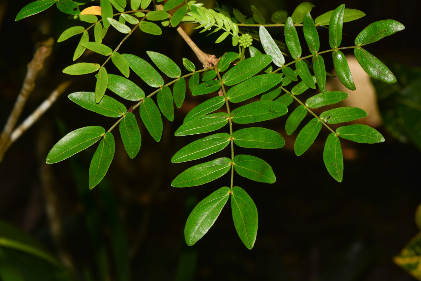 Image of Calliandra haematocephala specimen.