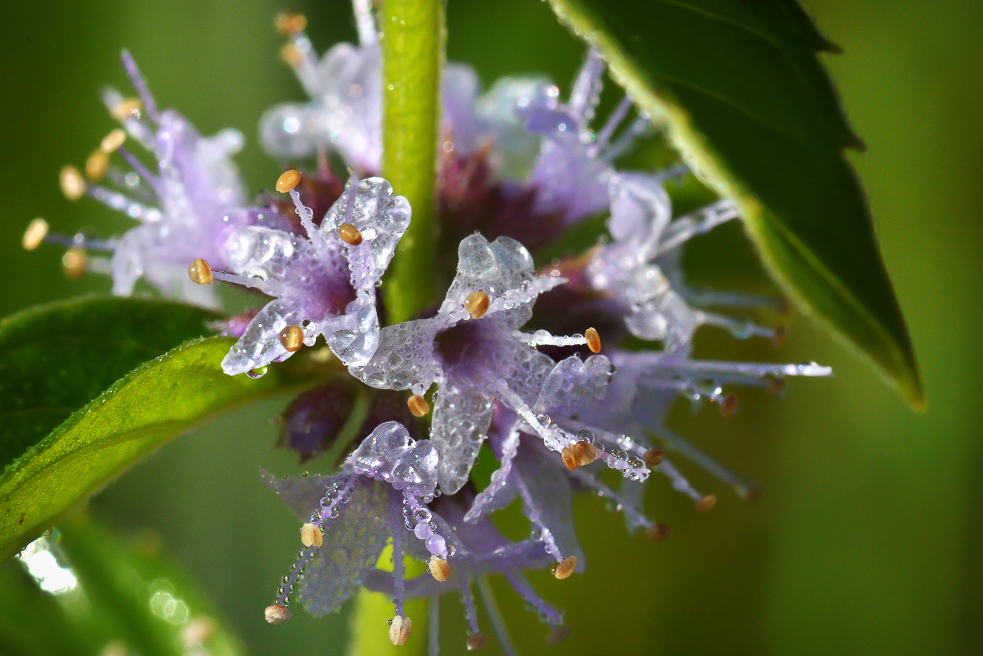 Image of Mentha arvensis specimen.