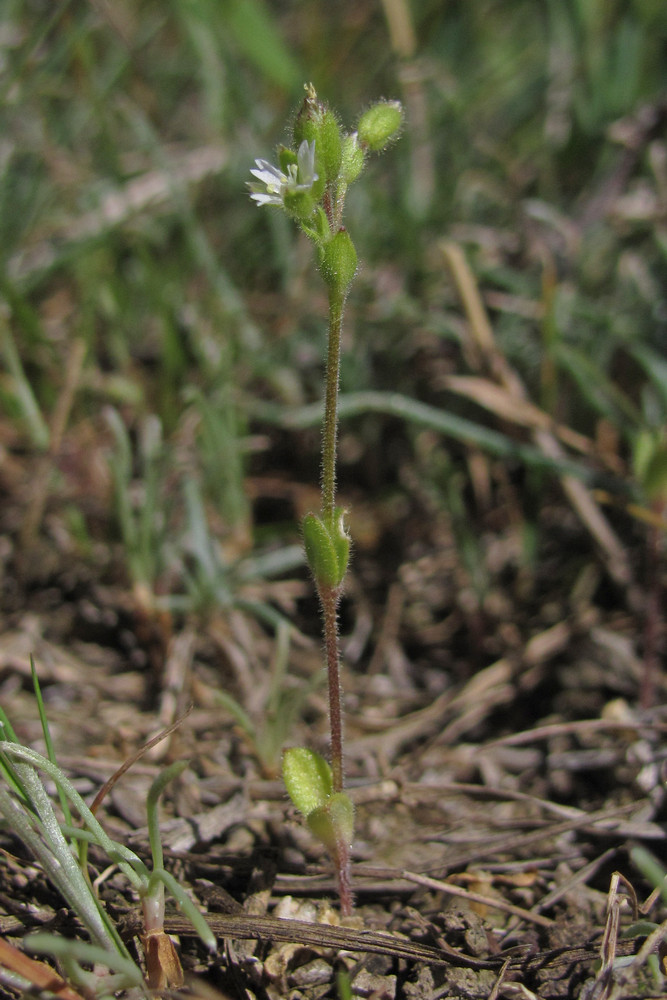 Изображение особи Cerastium syvaschicum.