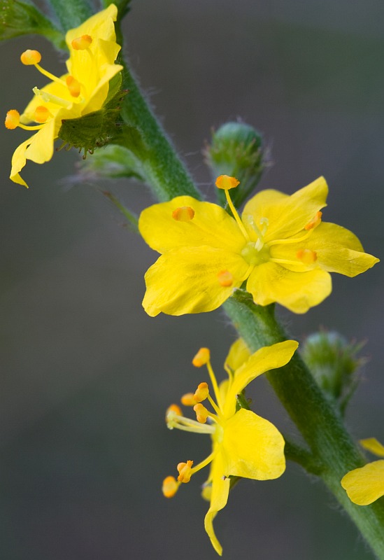 Image of Agrimonia pilosa specimen.