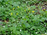 genus Ranunculus
