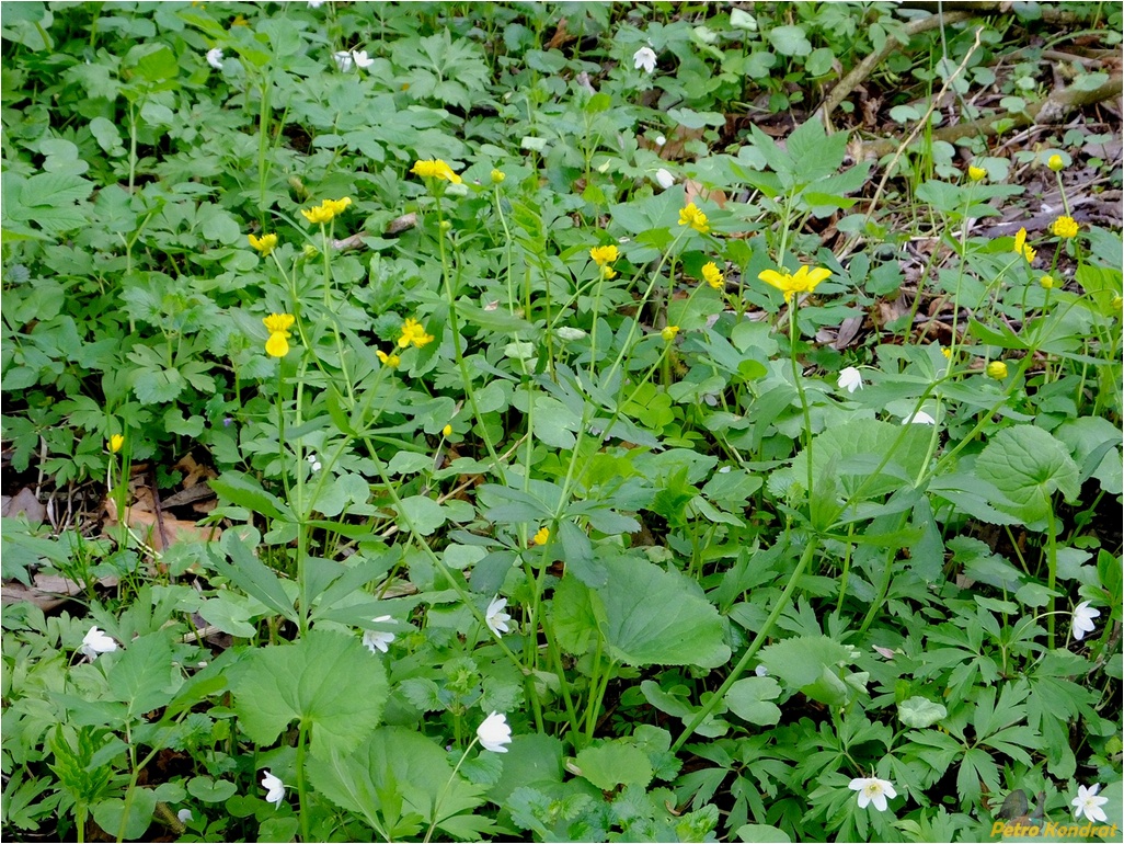 Изображение особи род Ranunculus.