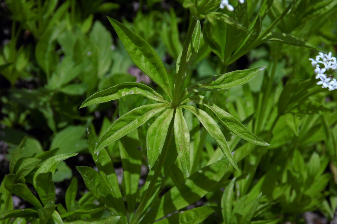 Image of Galium odoratum specimen.