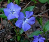Vinca minor