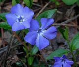 Vinca minor