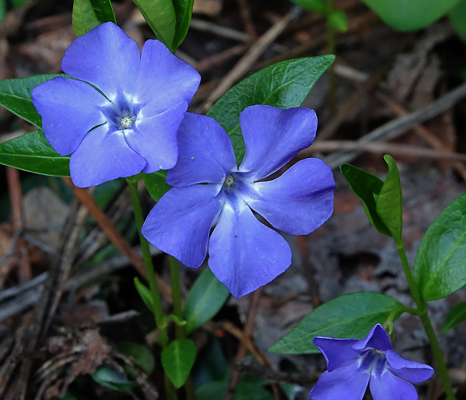 Цветок барвинок фото и описание. Барвинок Vinca Minor. Барвинок малый (Vinca Minor). Барвинок малый (Vínca Mínor). Барвинок малый Aureomarginata.