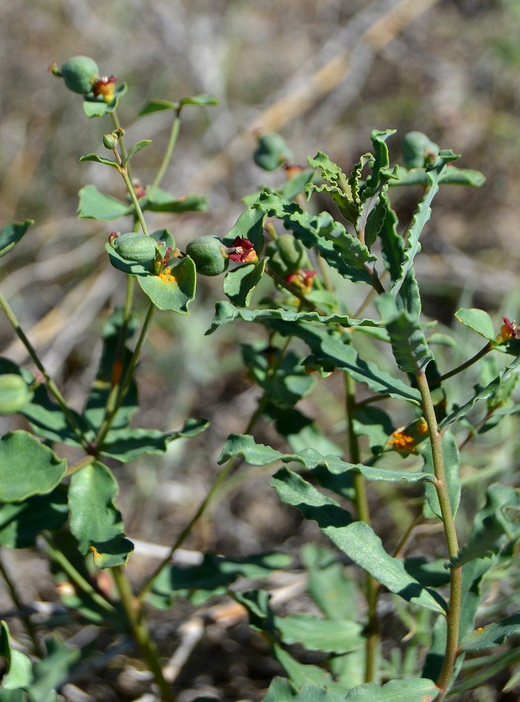 Image of Euphorbia undulata specimen.