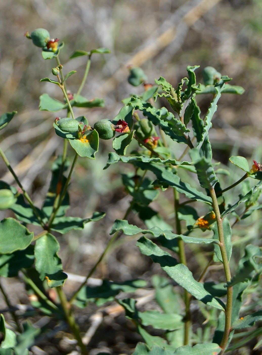 Изображение особи Euphorbia undulata.