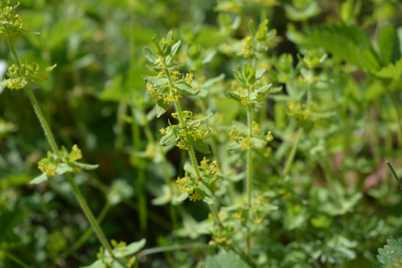 Image of Cruciata laevipes specimen.