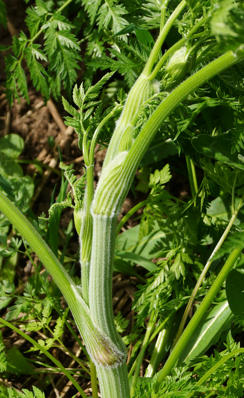 Image of Anthriscus sylvestris var. nemorosa specimen.