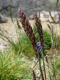 Poa bulbosa