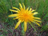 Tragopogon dubius подвид major. Соцветие. Ульяновское Заволжье, бывшая нейтральная полоса химскладов. 11.06.2017.