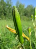 Hemerocallis lilio-asphodelus