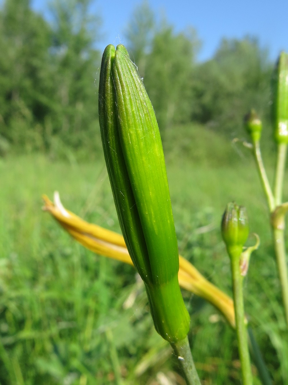 Изображение особи Hemerocallis lilio-asphodelus.