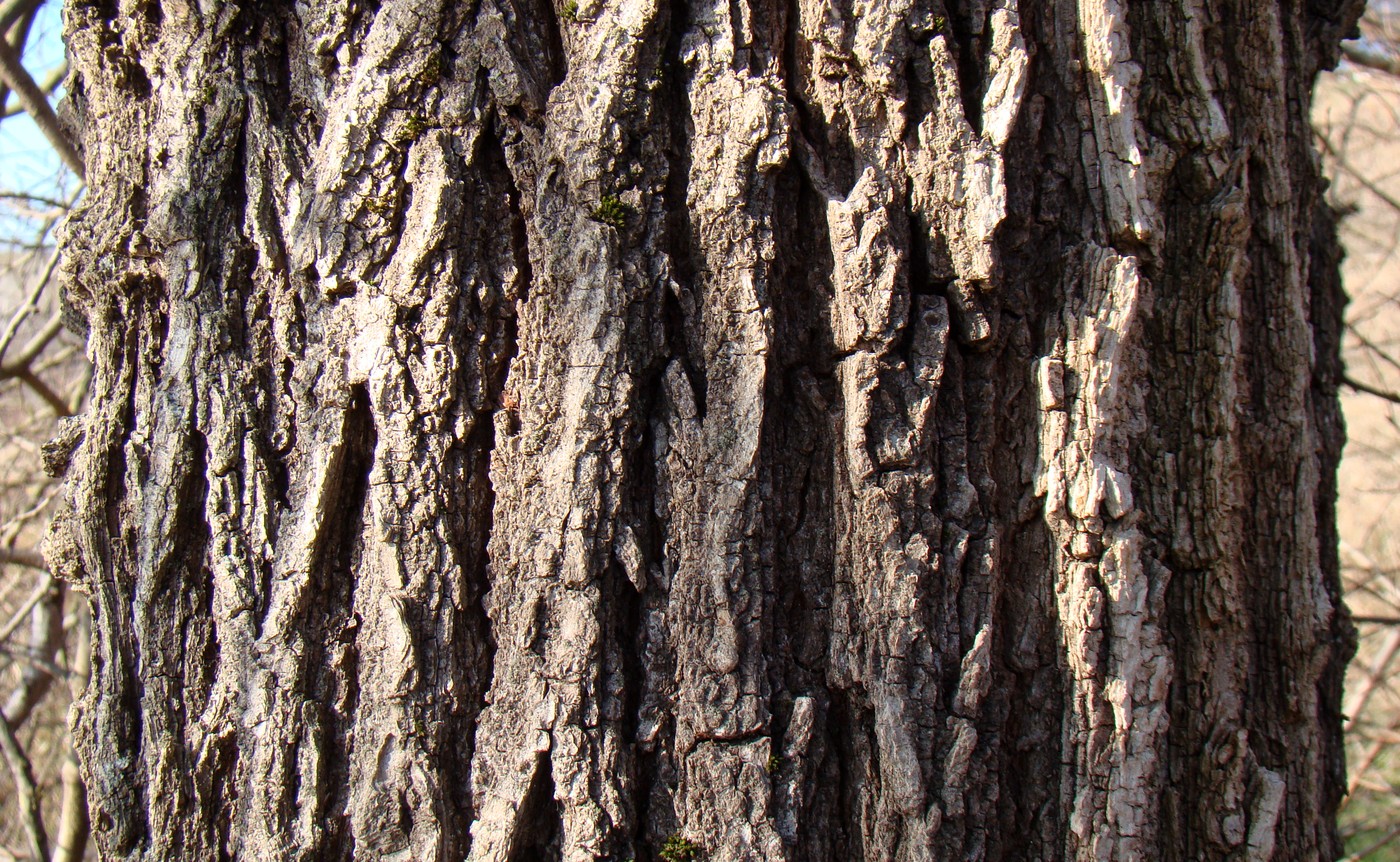 Image of Ulmus minor specimen.