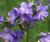 Polemonium caeruleum. Соцветие и питающаяся муха-серфида. Московская обл., Раменский р-н, окр. ж.-д. платформы Хрипань, просека под ЛЭП. 04.07.2017.