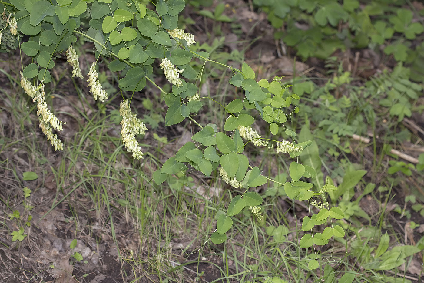 Изображение особи Vicia pisiformis.