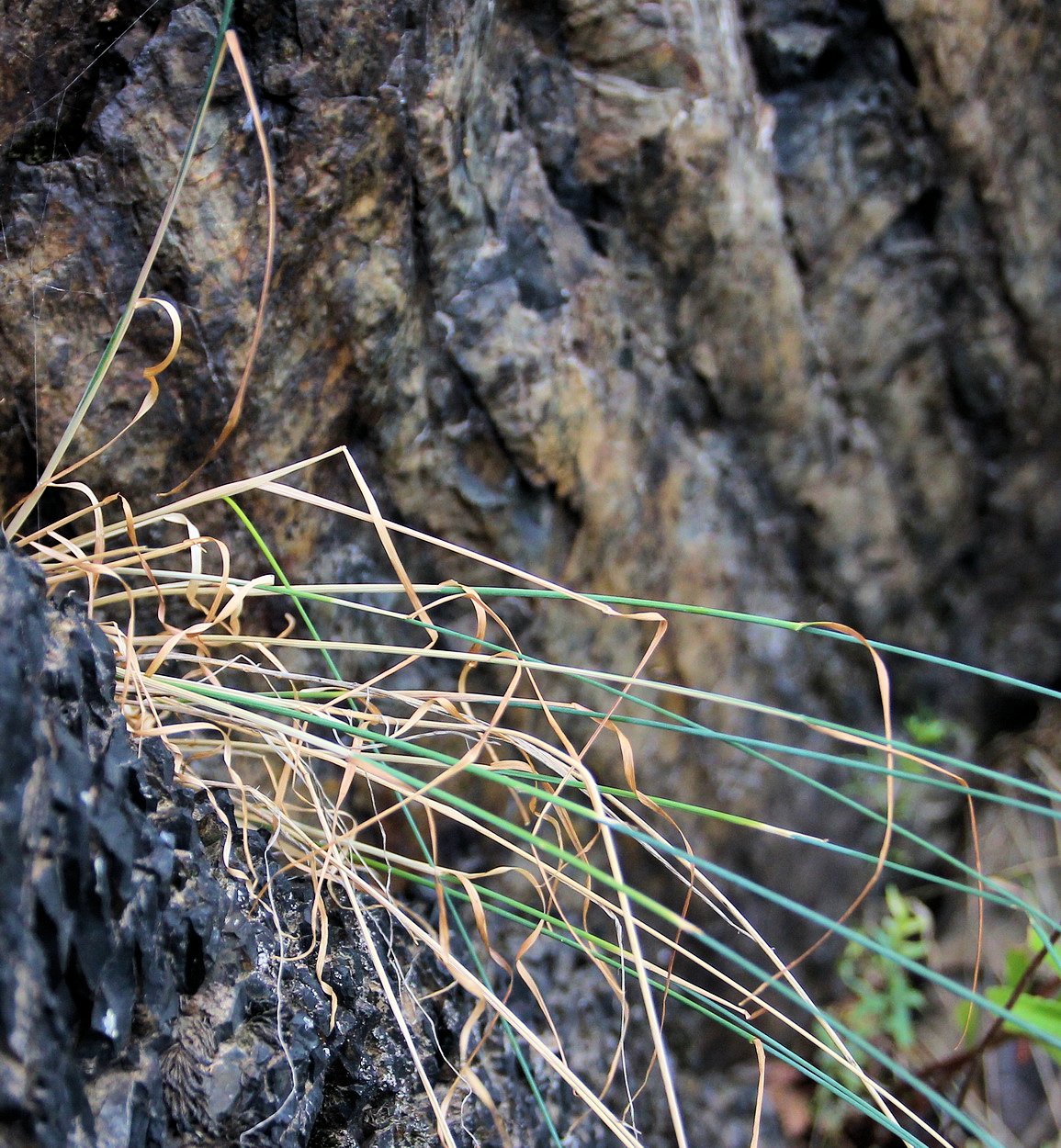 Image of Poa ochotensis specimen.