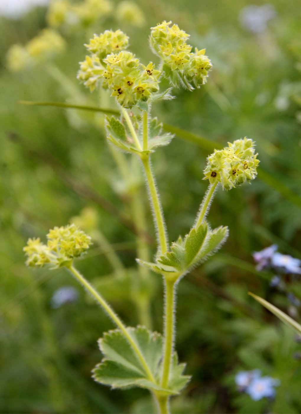 Изображение особи Alchemilla jailae.