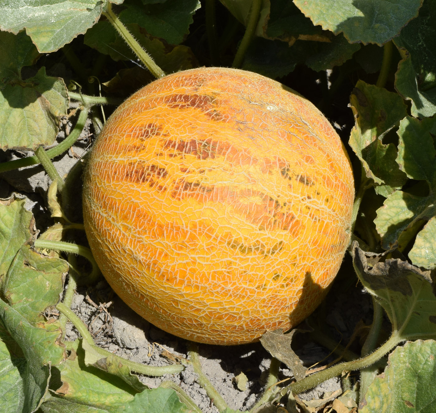 Image of Melo sativus specimen.
