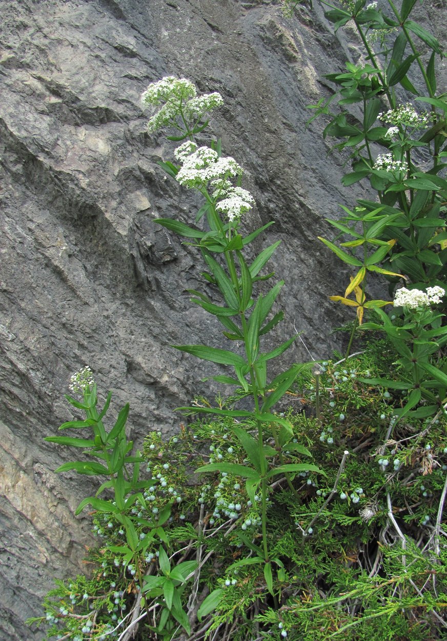 Image of Galium valantioides specimen.