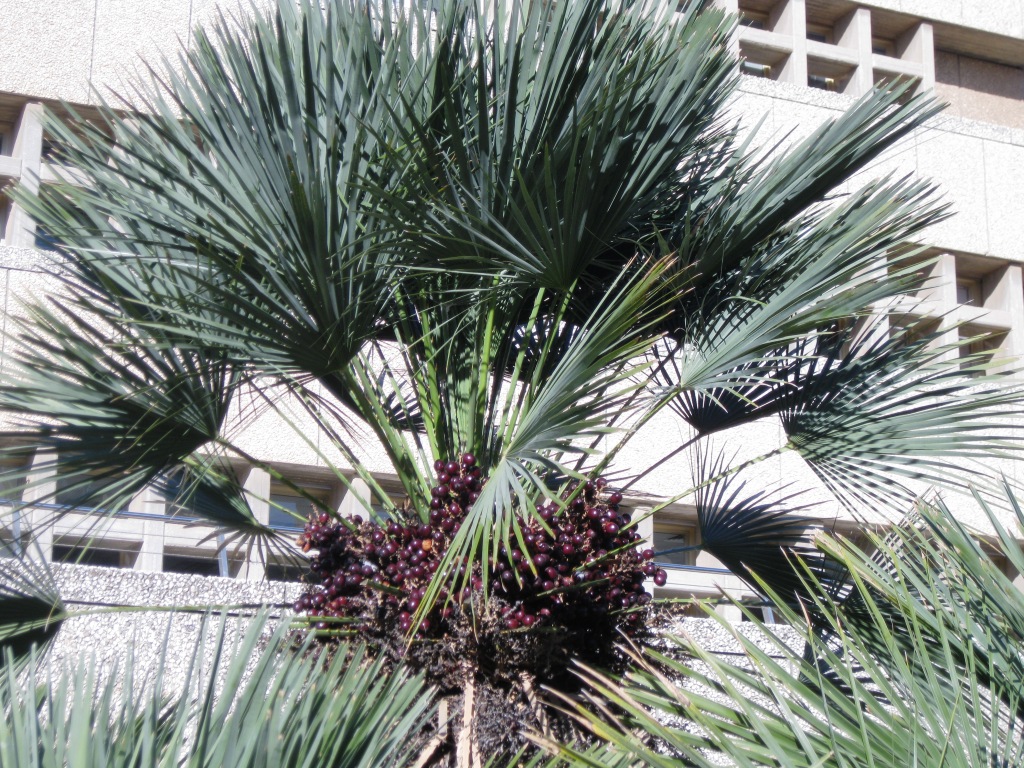 Image of Chamaerops humilis specimen.