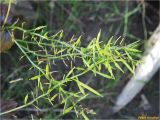 Barbarea vulgaris