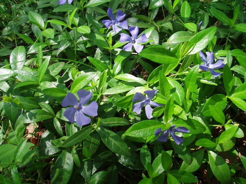 Image of Vinca minor specimen.