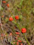 Ephedra distachya. Верхушка побега с фруктификациями. Украина, г. Запорожье, южный край балки возле с. Малышевка, разнотравная степь. 07.07.2017.