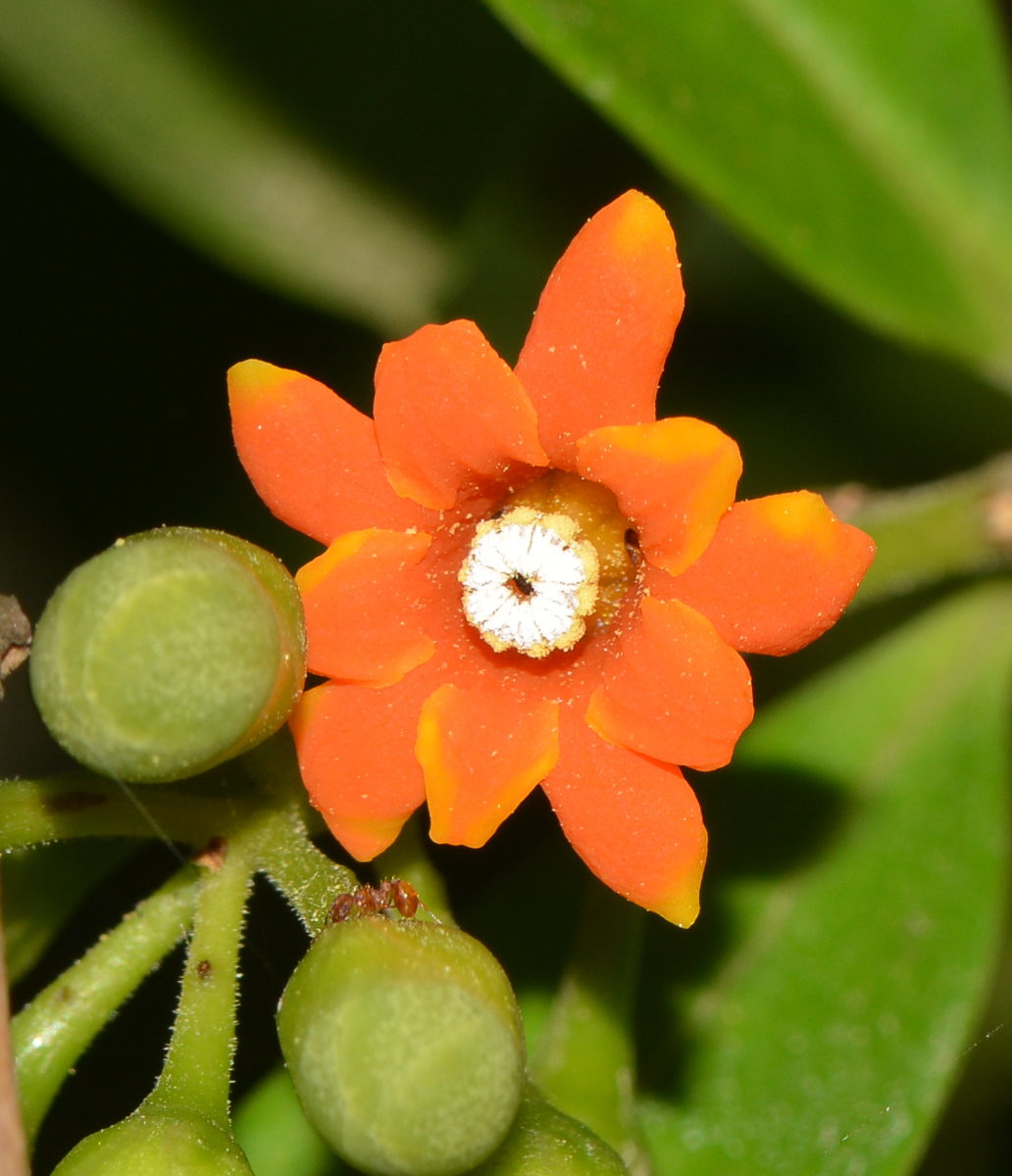 Image of Bonellia macrocarpa specimen.