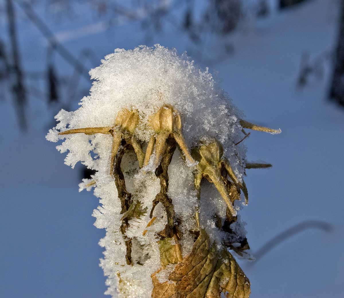 Image of Campanula latifolia specimen.