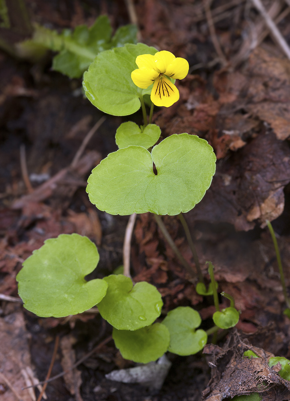 Изображение особи Viola biflora.