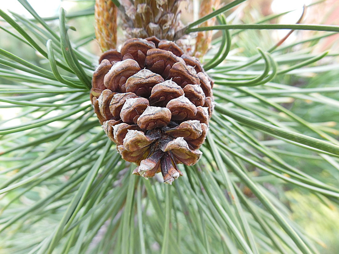 Image of Pinus mugo specimen.