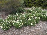 Xerochrysum bracteatum. Цветущие растения. Австралия, г. Брисбен, ботанический сад. 03.12.2017.