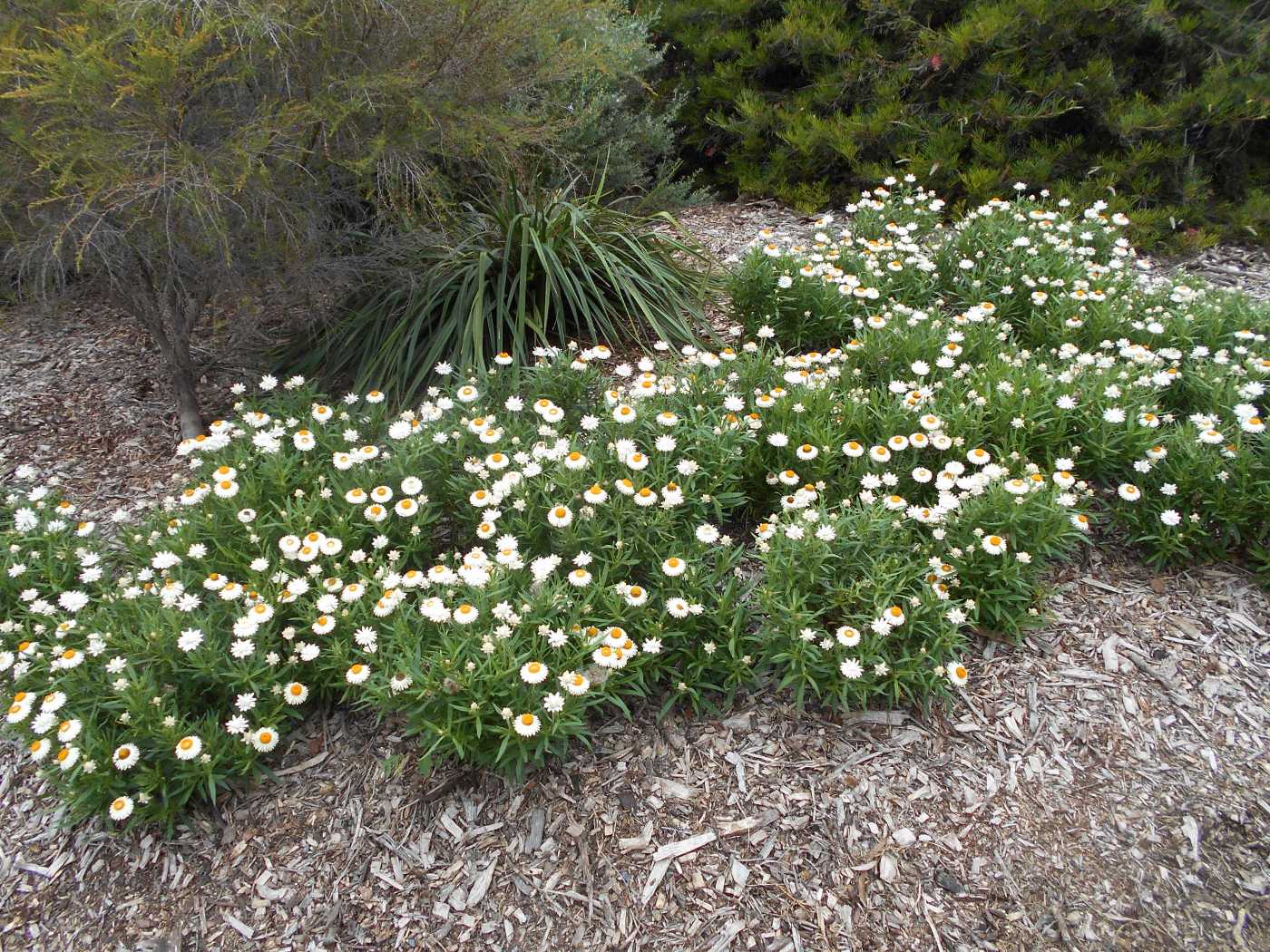 Изображение особи Xerochrysum bracteatum.