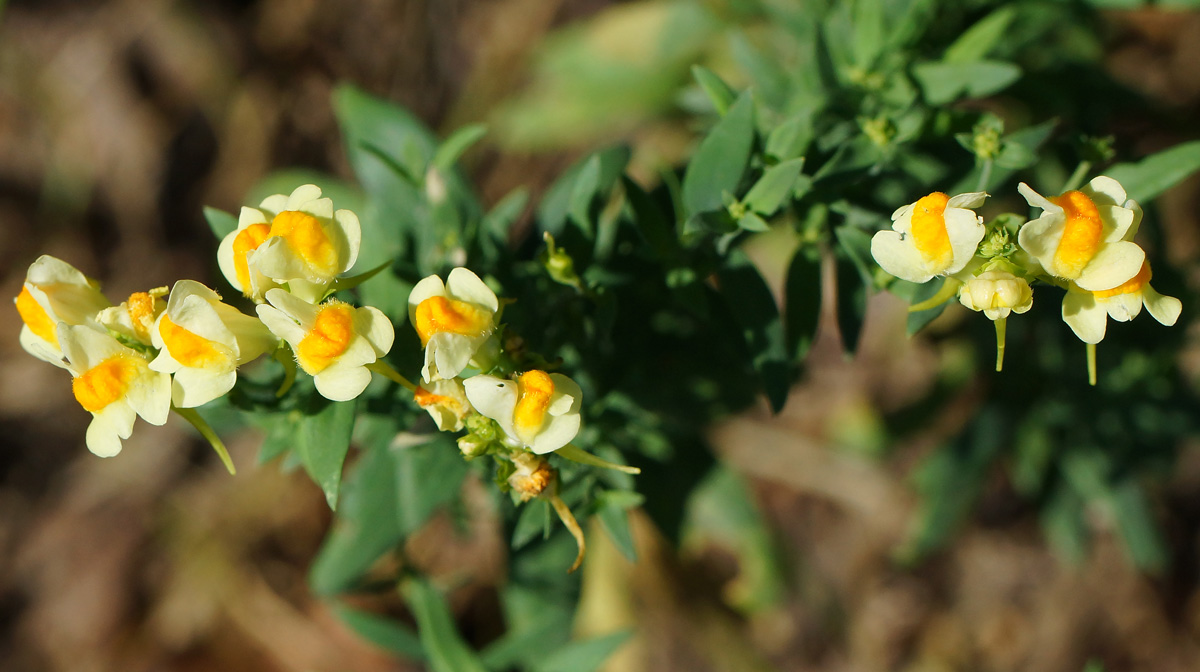 Image of Linaria vulgaris specimen.