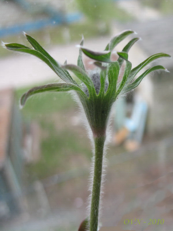 Image of Pulsatilla dahurica specimen.