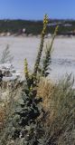 Verbascum densiflorum. Цветущее растение в сообществе Artemisia absinthium. Крым, Ай-Петринская яйла, край стройплощадки. 14.08.2017.