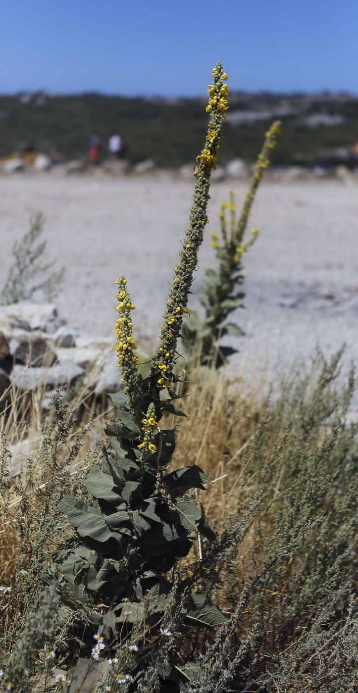 Image of Verbascum densiflorum specimen.