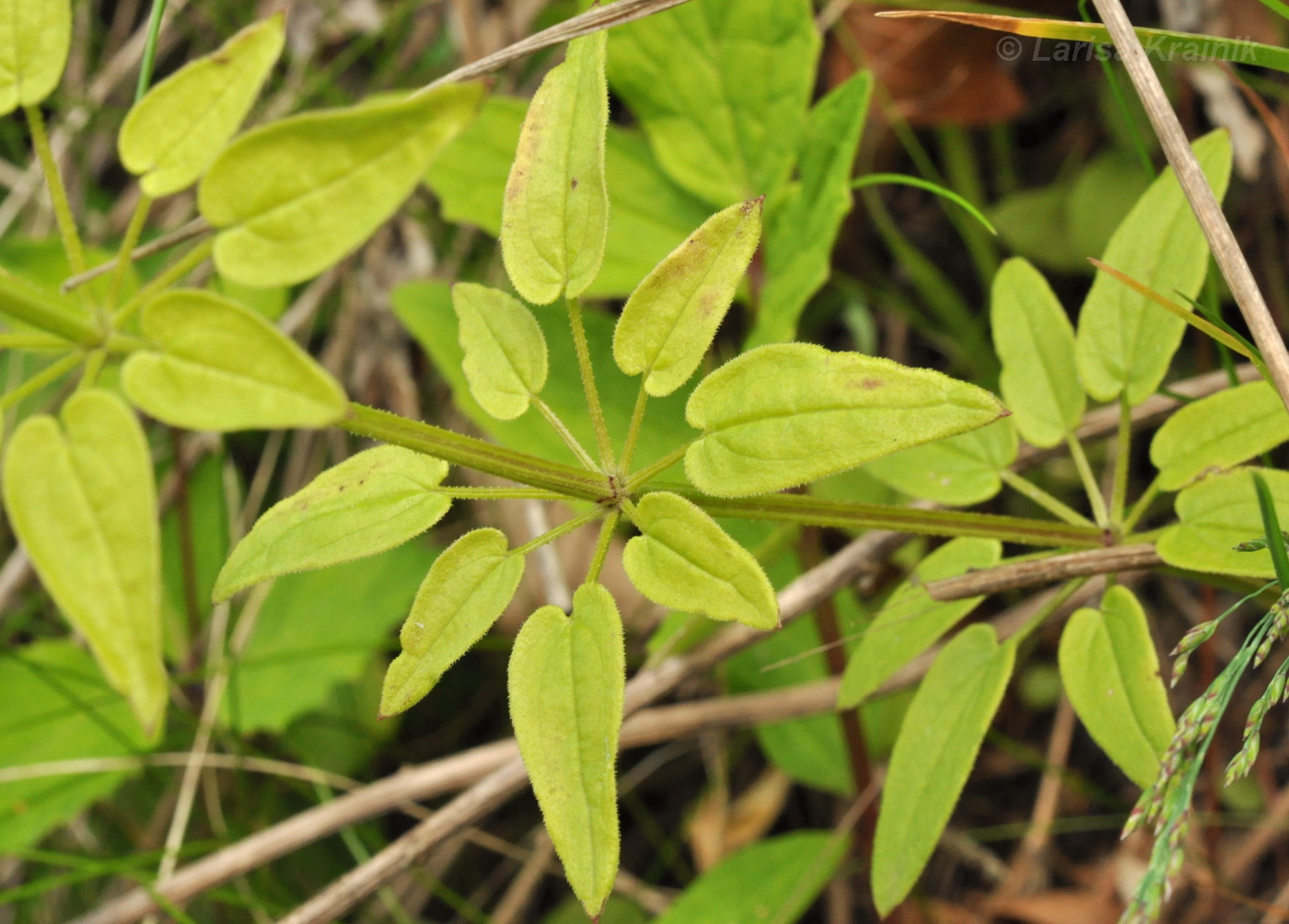 Image of Rubia cordifolia specimen.