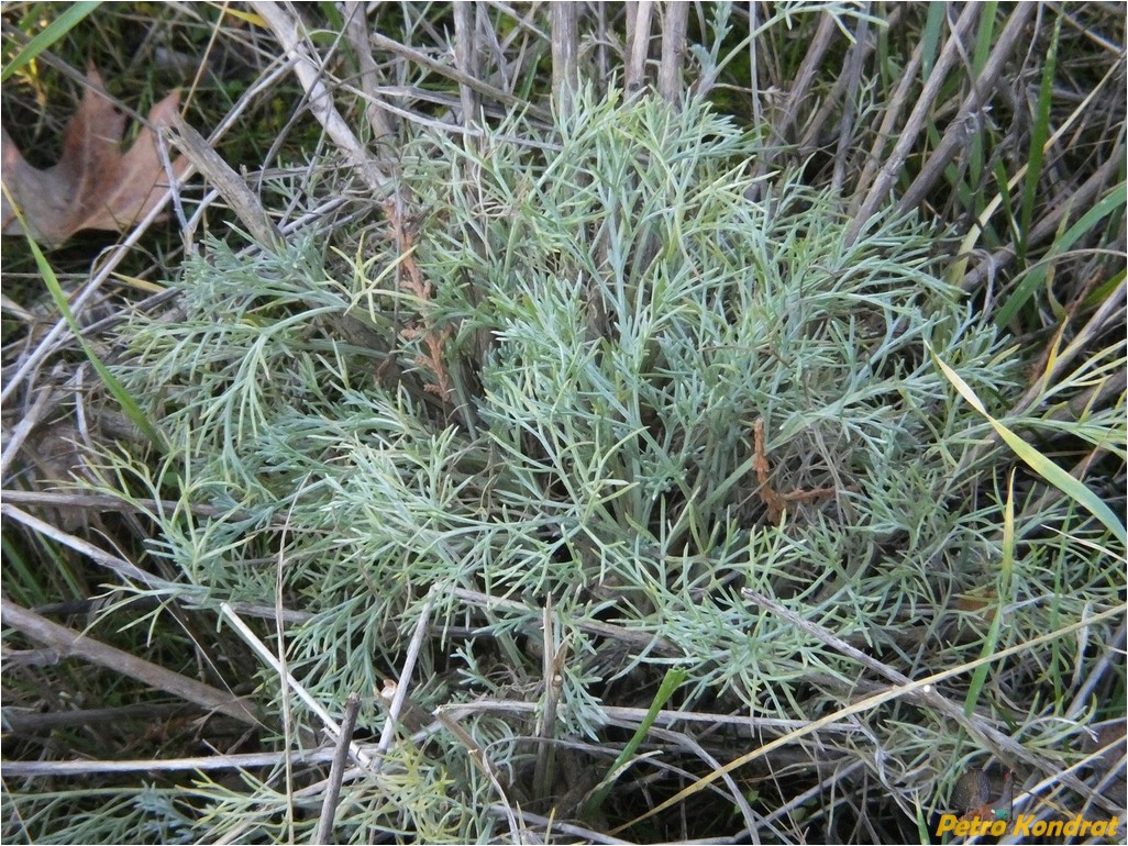 Image of genus Artemisia specimen.