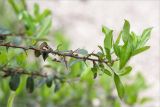 Pyracantha coccinea. Верхушка веточки с молодыми листьями. Грузия, край Рача-Лечхуми и Нижняя Сванетия, Амбролаурский муниципалитет, окр. с. Зеда-Гвардиа, дол. р. Шарола, выс. 610 м н.у.м., лиственный лес, обочина грунтовой дороги. 07.05.2017.