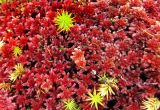 genus Sphagnum