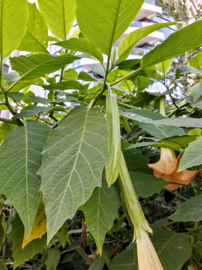 Изображение особи Brugmansia aurea.