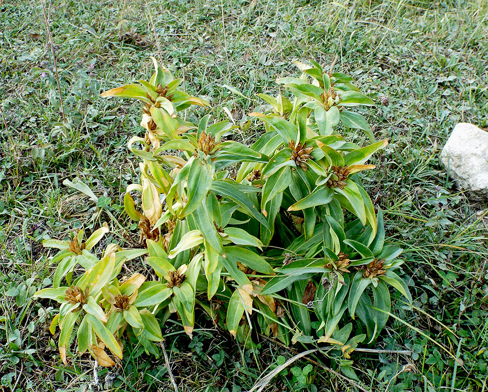 Image of Gentiana cruciata specimen.
