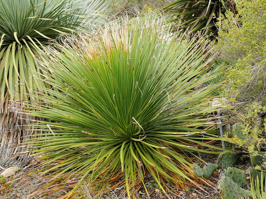 Image of Dasylirion leiophyllum specimen.