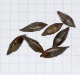 Barleria obtusa
